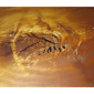 Mario Botta Kauri Table